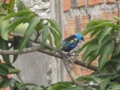 Stilpnia cyanicollis