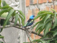 Stilpnia cyanicollis