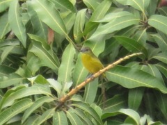 Euphonia laniirostris