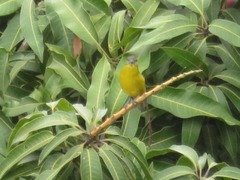 Euphonia laniirostris
