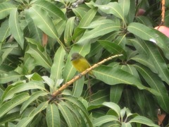 Euphonia laniirostris