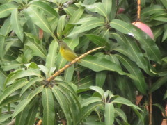 Euphonia laniirostris