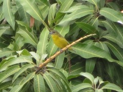 Euphonia laniirostris