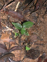 Odontochilus integrus