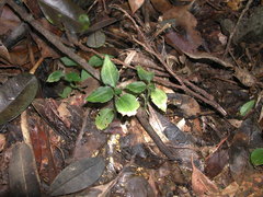 Odontochilus integrus