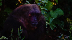 Macaca arctoides