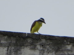 Pitangus sulphuratus