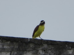 Pitangus sulphuratus