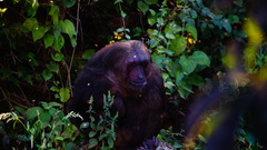 Macaca arctoides