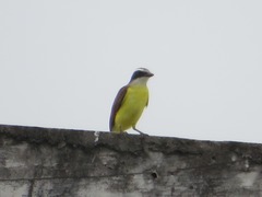 Pitangus sulphuratus