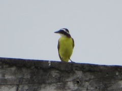 Pitangus sulphuratus