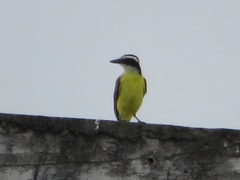 Pitangus sulphuratus