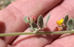 Acmispon heermannii heermannii