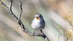 Pyrrholaemus brunneus