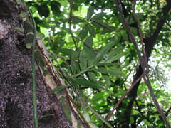 Dendrobium goldschmidtianum