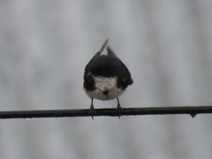 Pygochelidon cyanoleuca