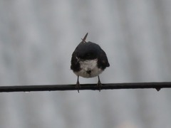 Pygochelidon cyanoleuca