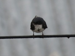 Pygochelidon cyanoleuca