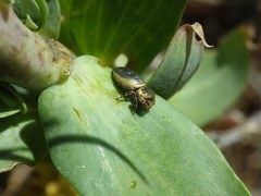 Sassacus papenhoei