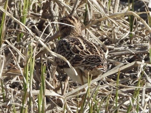 Swinhoe's Snipe (Gallinago megala), photo 9