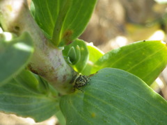 Sassacus papenhoei