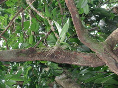 Dendrochilum uncatum