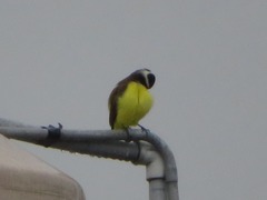 Pitangus sulphuratus