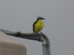 Pitangus sulphuratus