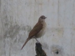 Turdus ignobilis debilis