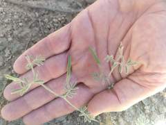 Acmispon heermannii heermannii