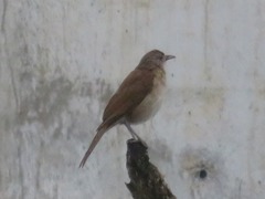 Turdus ignobilis debilis