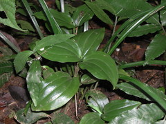 Zeuxine odorata