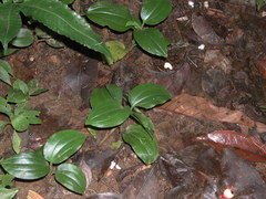 Zeuxine odorata