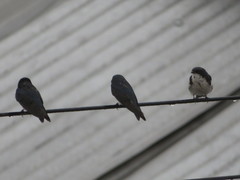 Pygochelidon cyanoleuca