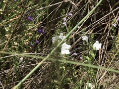 Scutellaria drummondii