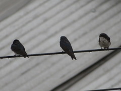 Pygochelidon cyanoleuca