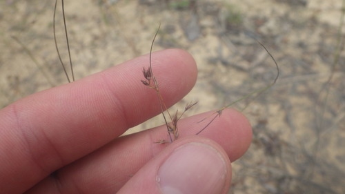 Scleria hilsenbergii image