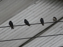 Pygochelidon cyanoleuca