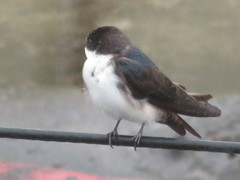 Pygochelidon cyanoleuca