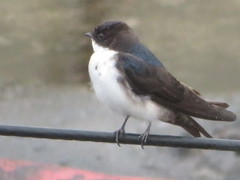 Pygochelidon cyanoleuca