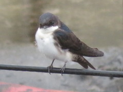 Pygochelidon cyanoleuca