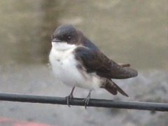 Pygochelidon cyanoleuca