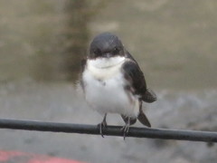Pygochelidon cyanoleuca