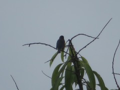 Euphonia chlorotica