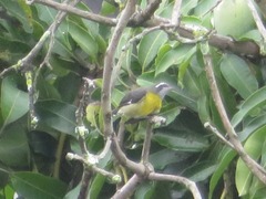 Coereba flaveola