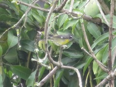 Coereba flaveola