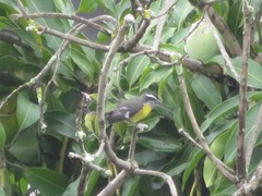 Coereba flaveola