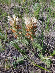 Pedicularis physocalyx