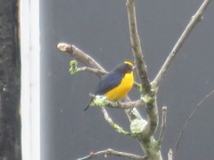 Euphonia laniirostris