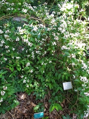 Zabelia mosanensis